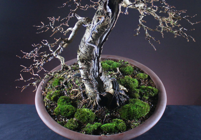 Larch Bonsai Carving and Styling 